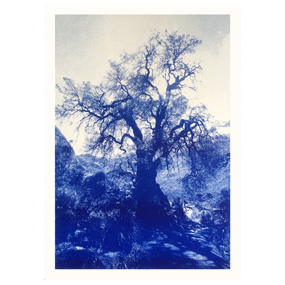 Kunstdruck Baum Huaraz Tief-Blau aus Peru bei ANNAMARIAANGELIKA bestellen