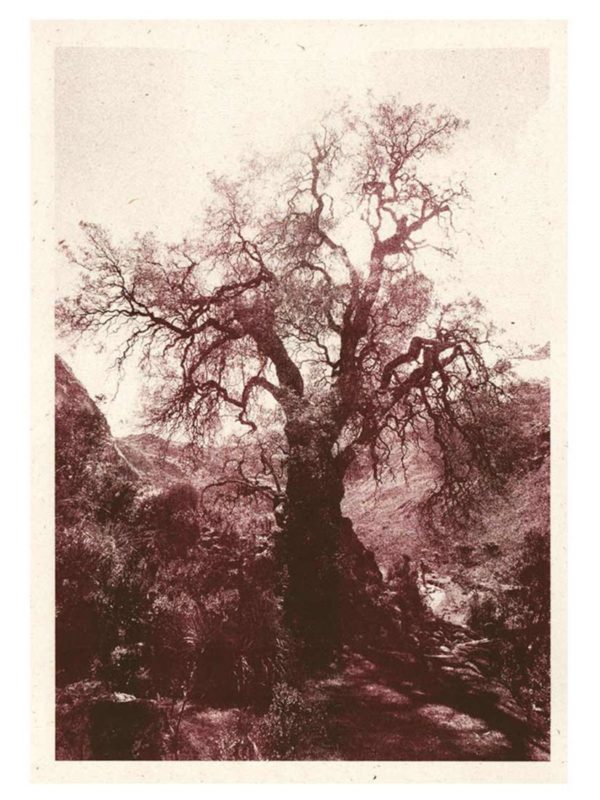 Kunstdruck Baum Huaraz in Burgund-Braun bei ANNAMARIAANGELIKA bestellen