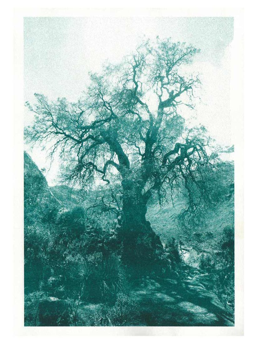 Kunstdruck Baum Huaraz Moos-Grün bei ANNAMARIAANGELIKA bestellen