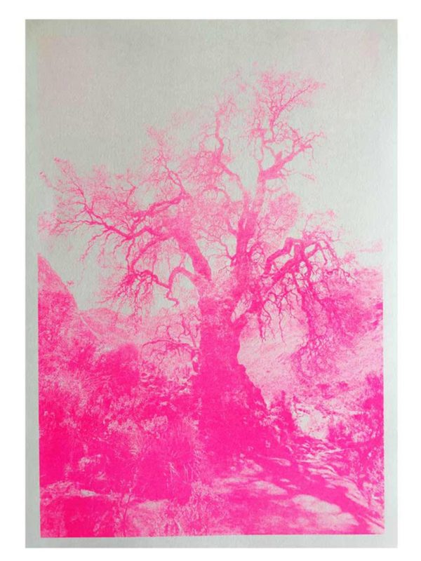 Kunstdruck Baum Huaraz Pink aus dem Nationalpark Peru bei ANNAMARIAANGELIKA bestellen