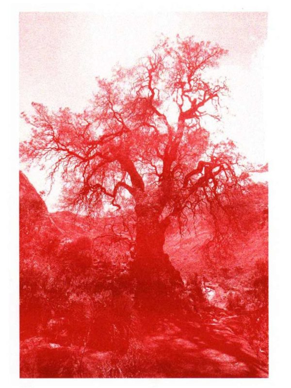 Kunstdruck Baum Huaraz Rot aus dem Nationalpark Peru bei ANNAMARIAANGELIKA bestellen
