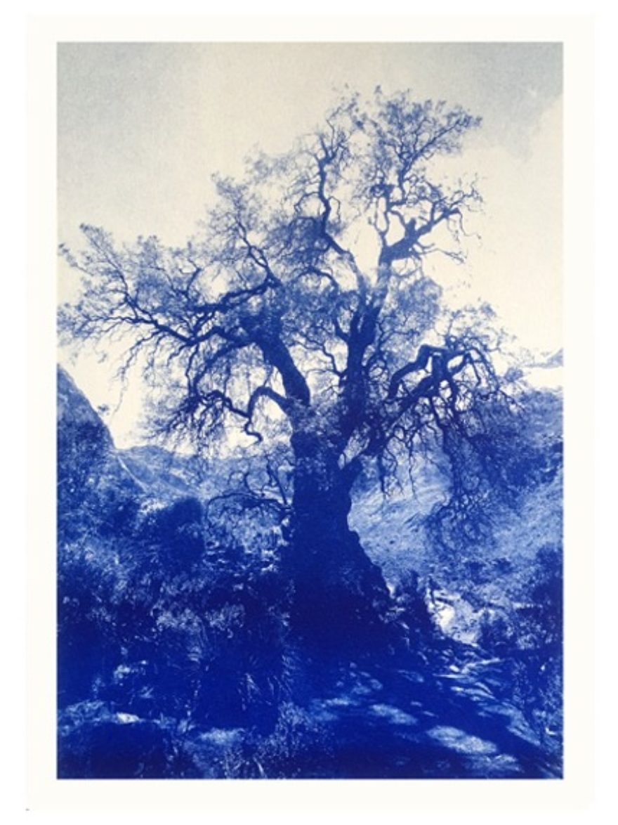 Kunstdruck Baum Huaraz Tief-Blau aus Peru bei ANNAMARIAANGELIKA bestellen