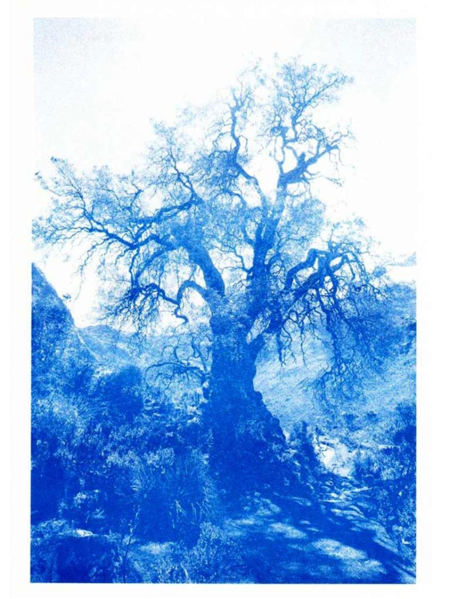 Kunstdruck Baum Huaraz Blau, DINA4 mit Riso Drucktechnik bei ANNAMARIAANGELIKA bestellen