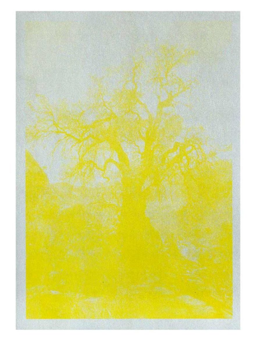 Kunstdruck Baum Huaraz gelb aus Peru bei ANNAMARIAANGELIKA bestellen!