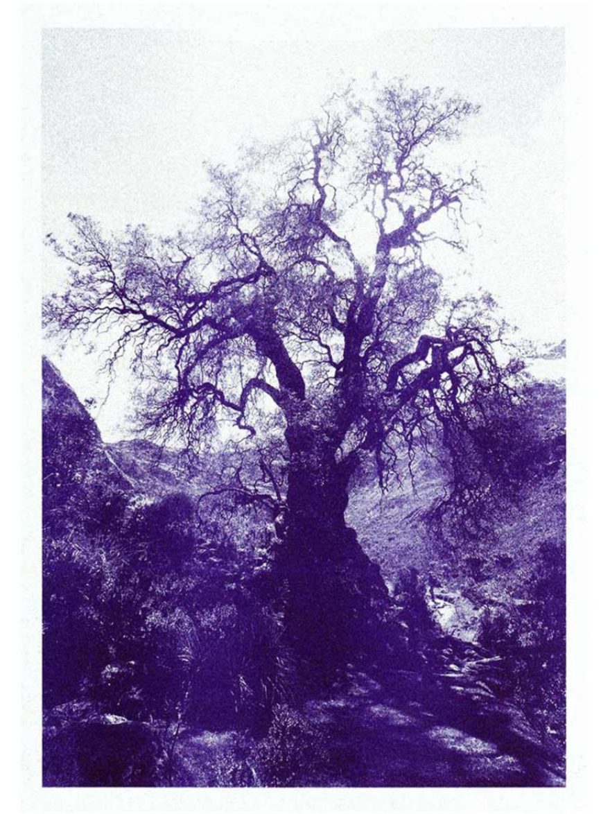 Kunstdruck Baum Huaraz aus Peru in Violett online bestellen