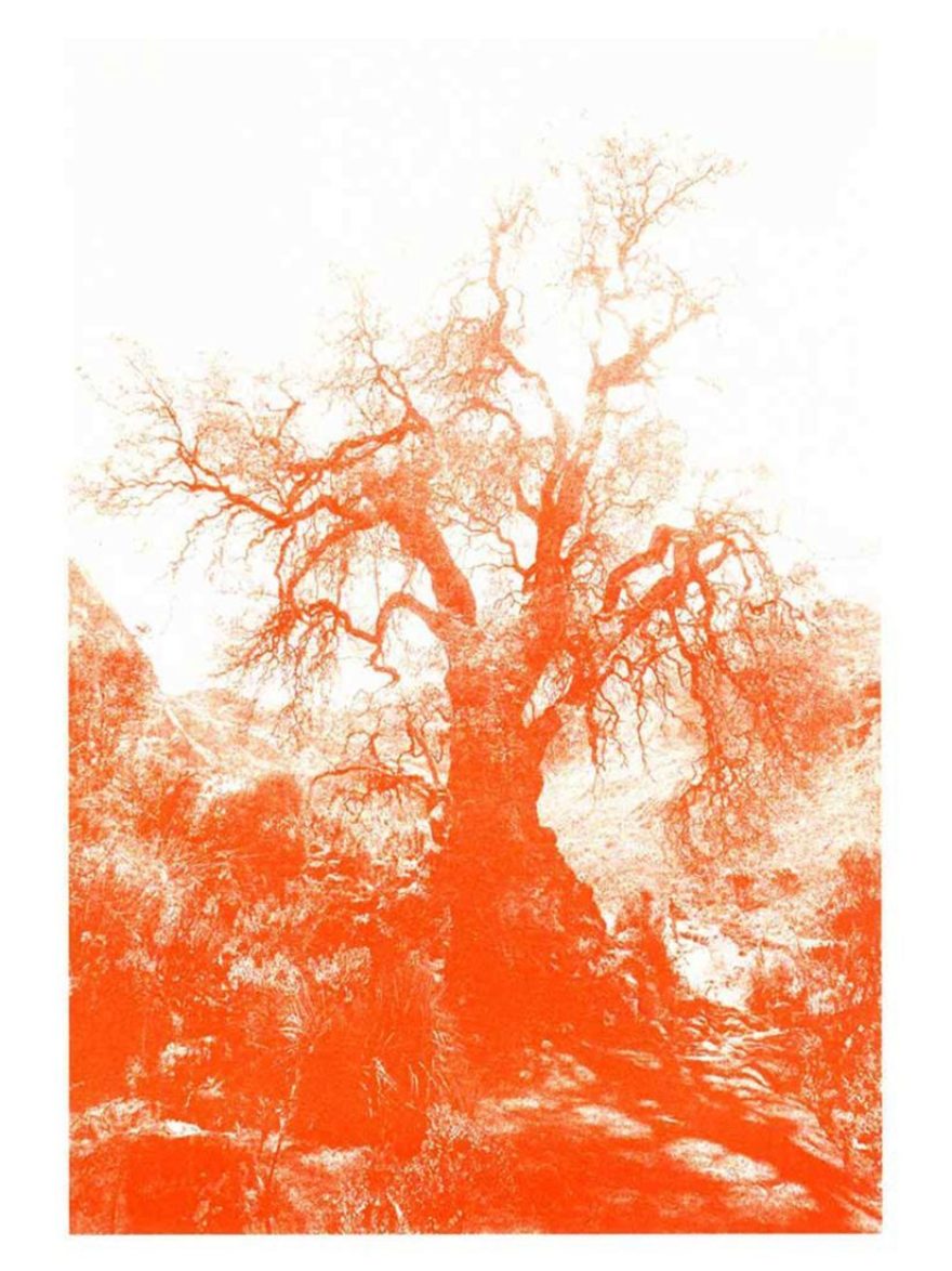 Kunstdruck Baum Huaraz Orange aus Peru bei ANNAMARIAANGELIKA bestellen
